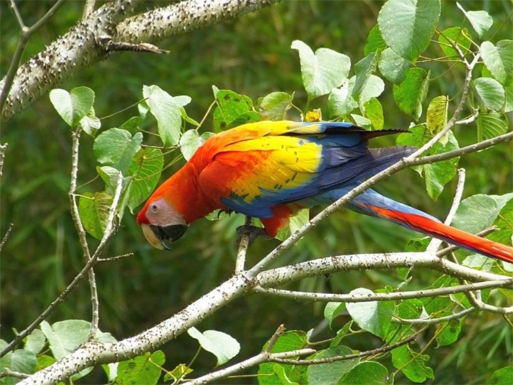 Cabana Itze La Fortuna Екстериор снимка